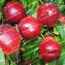 Саджанці колоновидного нектарину «Фантазія»