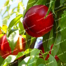 Саджанці колоновидного нектарину на штамбі