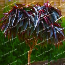 Саджанці колоновидного персика на штамбі «Червонолистий»