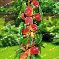 Саджанці колоновидного персика «Штайнберг»