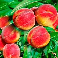 Саджанці колоновидного персика «Тотем Садівника»