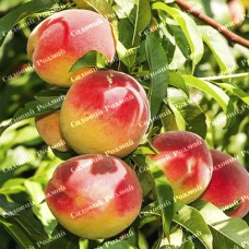 Саджанці колоновидного персика «Ювілейний»