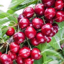 Саджанці колоновидної черешні «Хелена»