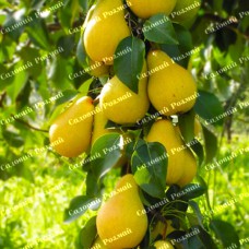 Саджанці колоновидної груші «Декора»