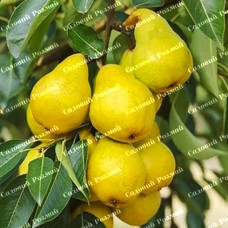 Саджанці колоновидної груші «Медова»