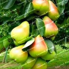 Саджанці колоновидної груші «Сапфіра»