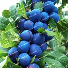 Саджанці колоновидної сливи «Анже»