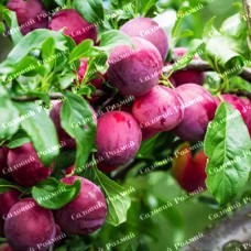 Саджанці колоновидної сливи «Блю Світ»