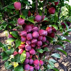 Саджанці колоновидної сливи «Імперіал»