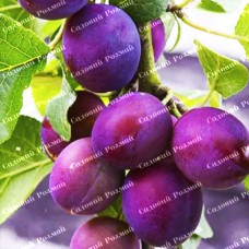 Саджанці колоновидної сливи «Командор»