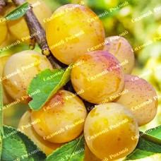 Саджанці колоновидної сливи «Мірабелла»