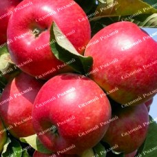 Саджанці колоновидної яблуні «Джина»