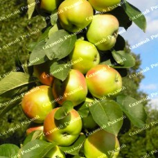 Саджанці колоновидної яблуні «Малюха»