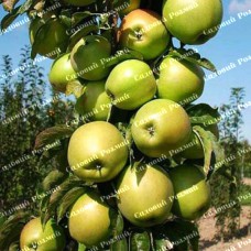 Саджанці колоновидної яблуні «Президент»