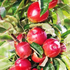 Саджанці колоновидної яблуні «Трайдент»