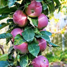 Саджанці колоновидної яблуні «Титанія»