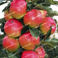 Саджанці колоновидної яблуні «Валюта»