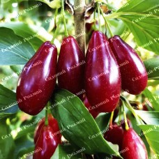 Саджанці кизилу «Елегантний» - 1-річний