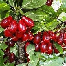 Саджанці кизилу «Лук'янівський» - 1-річний