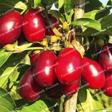 Саджанці кизилу «Олена» (привитий)