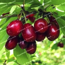 Саджанці кизилу «Семен» (привитий)