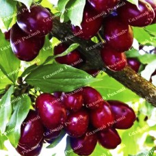 Саджанці кизилу «Світлячок» - 1-річний