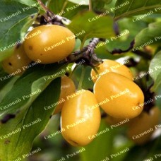 Саджанці кизилу «Янтарний» - 1-річний