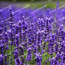 Саджанці лаванди «Манстед»