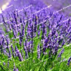 Саджанці лаванди «Матільда»