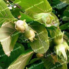 Саджанці ліщини - 2-річний