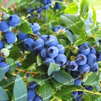 Саджанці лохини «Блюголд» - 2-річний