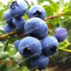 Саджанці лохини «Блюкроп» - 2-річний