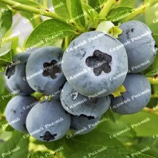 Саджанці лохини «Дюк» - 2-річний