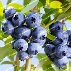 Саджанці лохини «Елізабет» - 2-річний