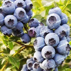 Саджанці лохини «Річка» - 2-річний