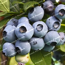 Саджанці лохини «Торо» - 2-річний