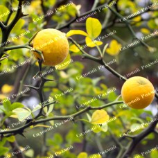 Саджанці лимона «Понцирус»