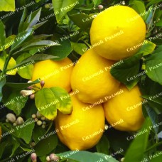 Саджанці лимона «Солодкий пунш»