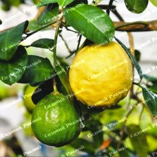 Саджанці лимона «Улюбленець»