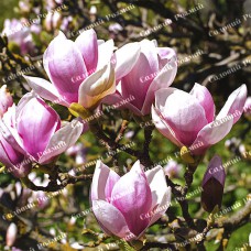 Саджанці магнолії «Суланжа»