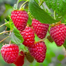 Саджанці малинового дерева «Крепиш» - 1-річний