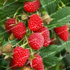 Саджанці малини «Херітейдж»