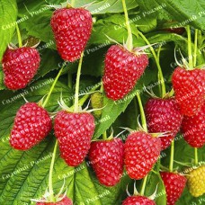 Саджанці малини «Полка»