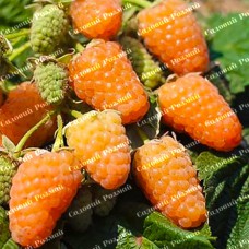 Саджанці малини «Помаранчеве Чудо»