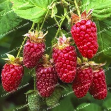 Саджанці малини «Примара»