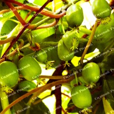 Саджанці міні-ківі «Актинідія» (пара)