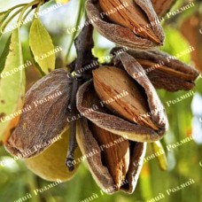 Саджанці мигдалю «Аян» - 1-річний