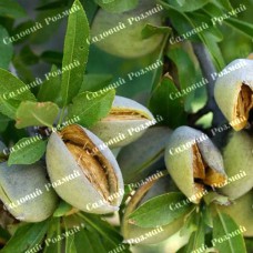 Саджанці мигдалю «Антік» - 1-річний