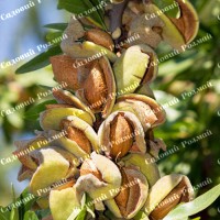 Саджанці мигдалю «Делон» - 1-річний