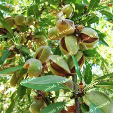 Саджанці мигдалю «Десертний» - 1-річний